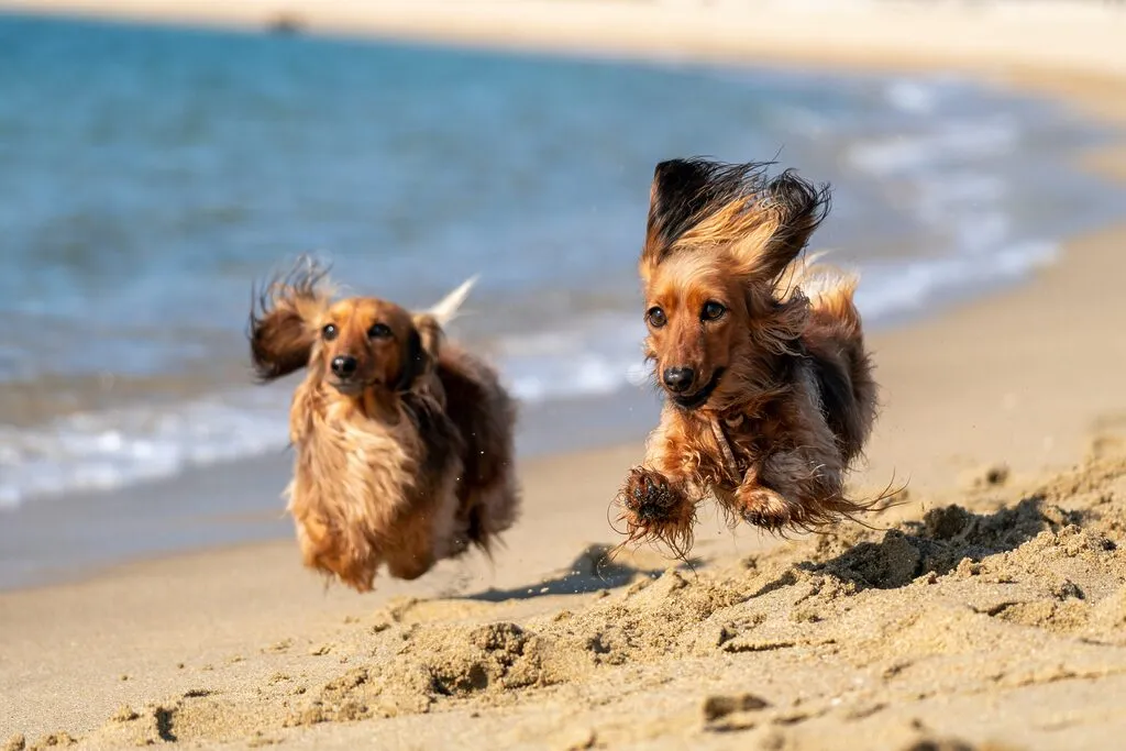 Die besten Hundestrände in Holland am Meer