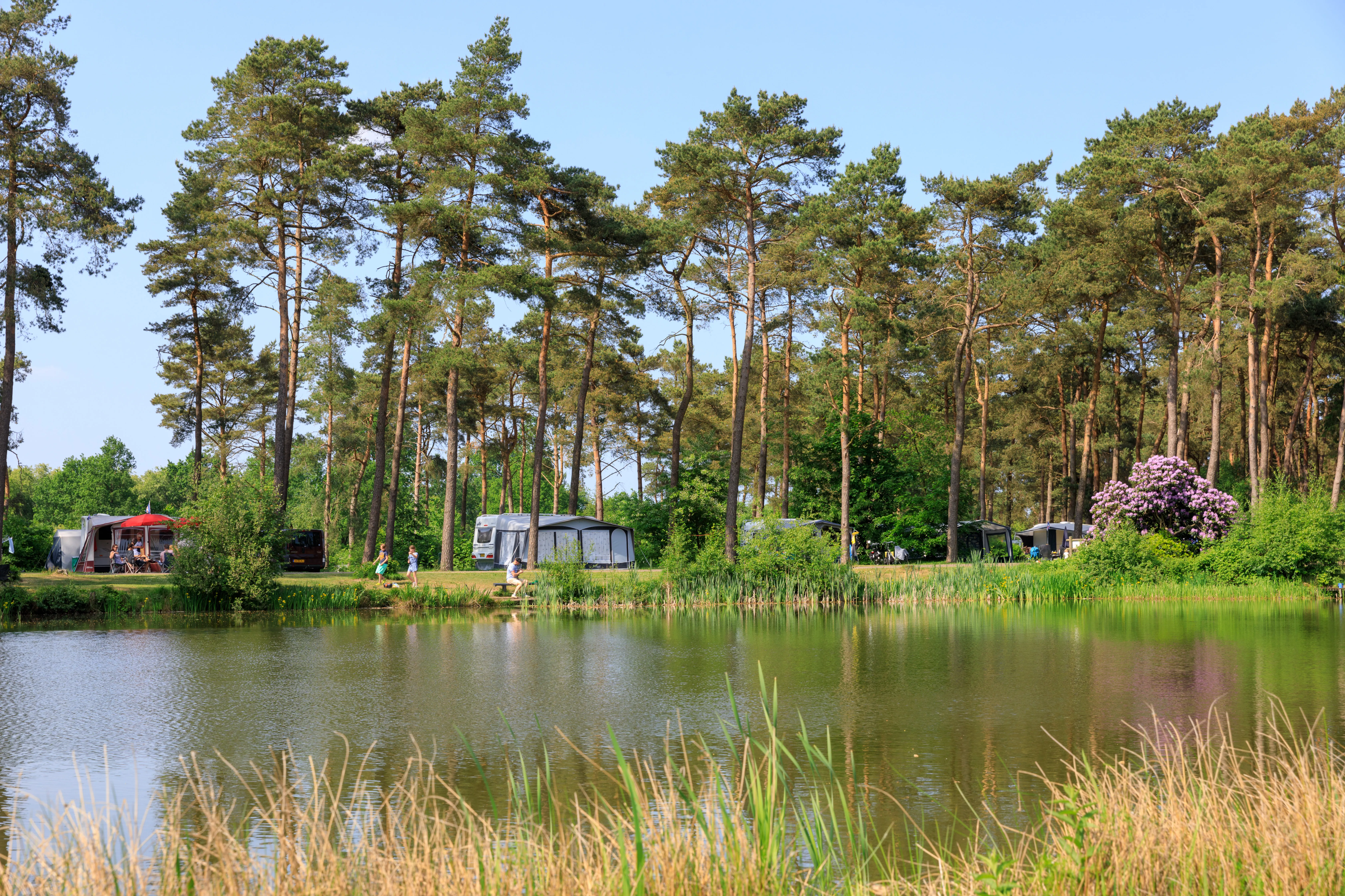 Fischteich mit Schilfgürtel, dahinter Kiefernwald und Stellplätze am Ufer