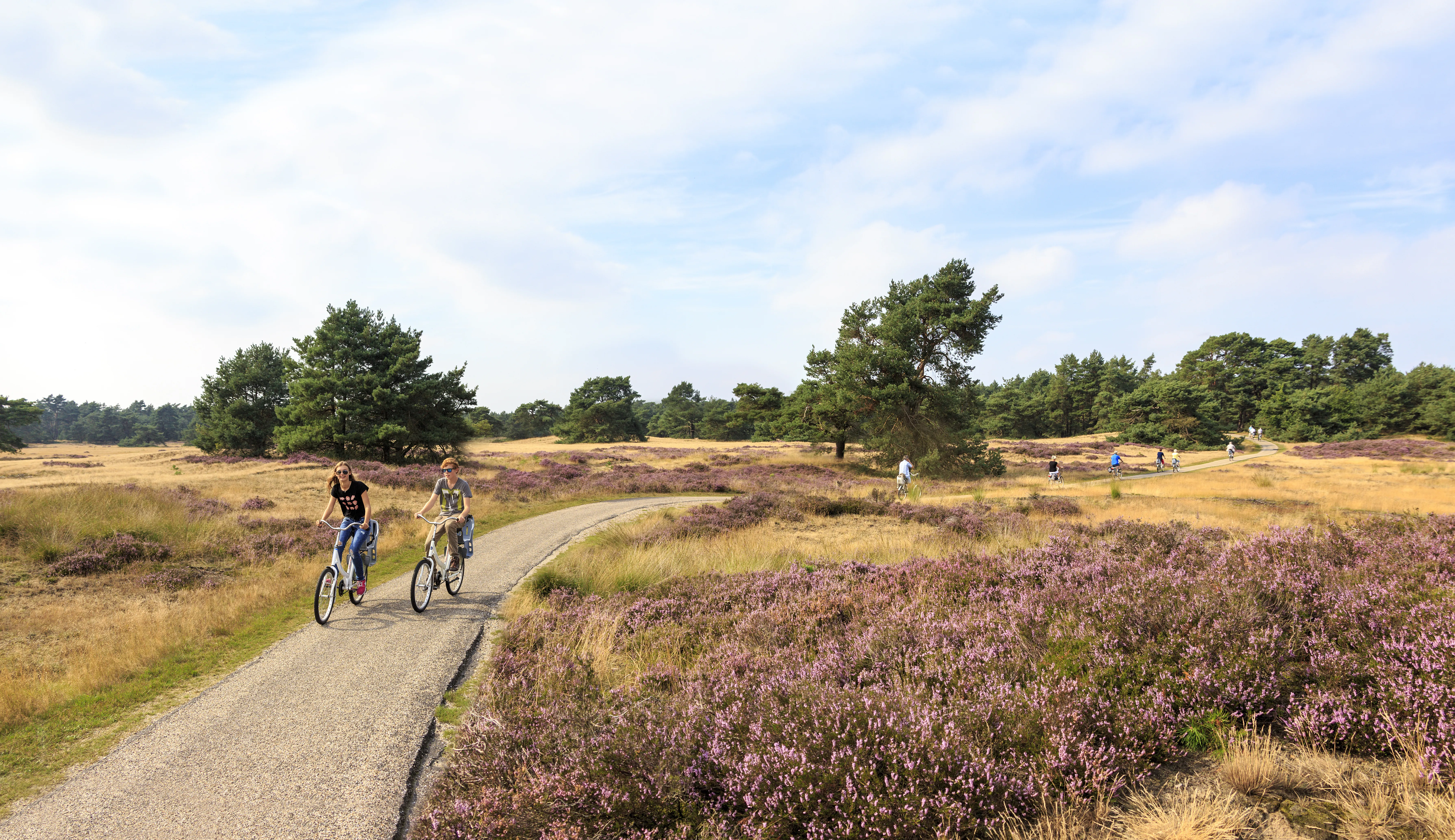 Zwei Radfahrerinnen auf einem geschwungenen Weg durch blühende Heide