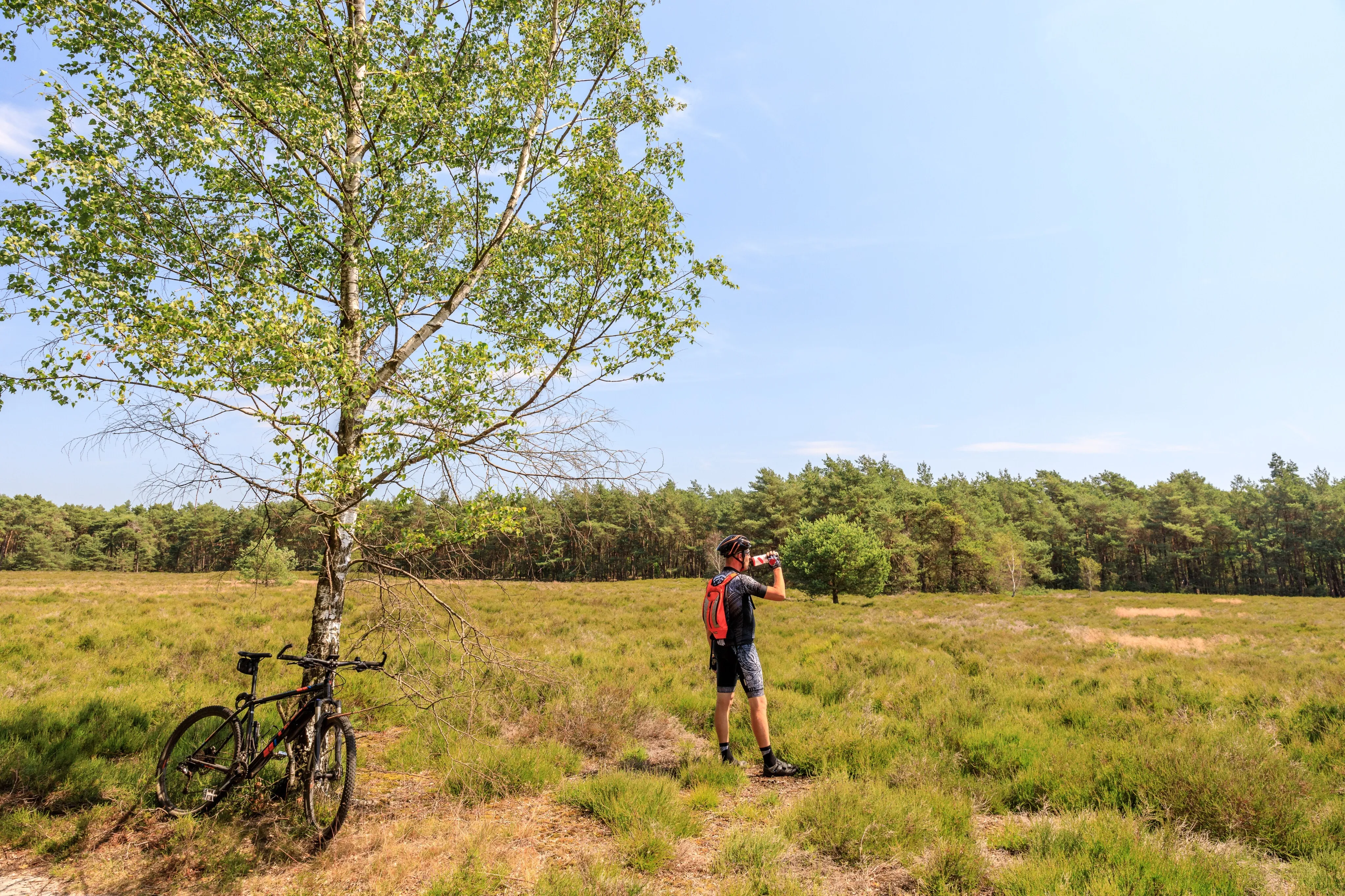 Mountainbiker mit Rucksack auf einer Heidefläche vor Kiefernwald, das Rad an einer Birke abgestellt