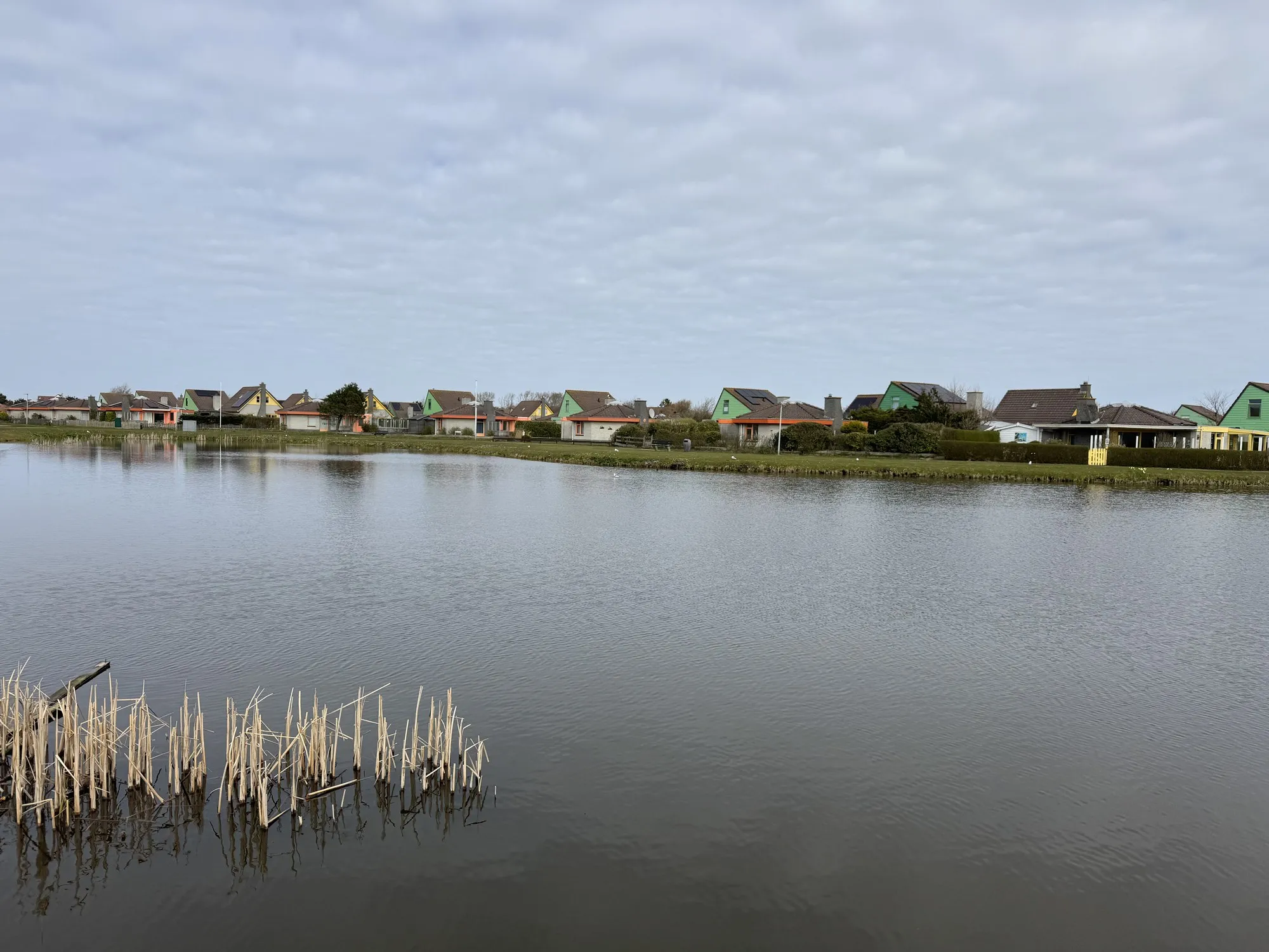 Teich mit Schilfgürtel und Bungalows am gegenüberliegenden Ufer
