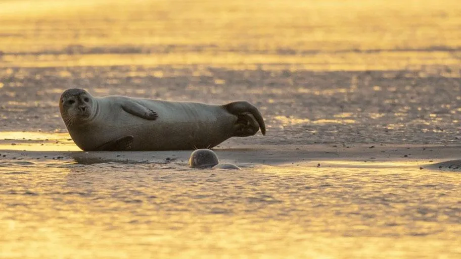 Seehund ruht bei Sonnenuntergang auf Strand und feuchten Uferflächen