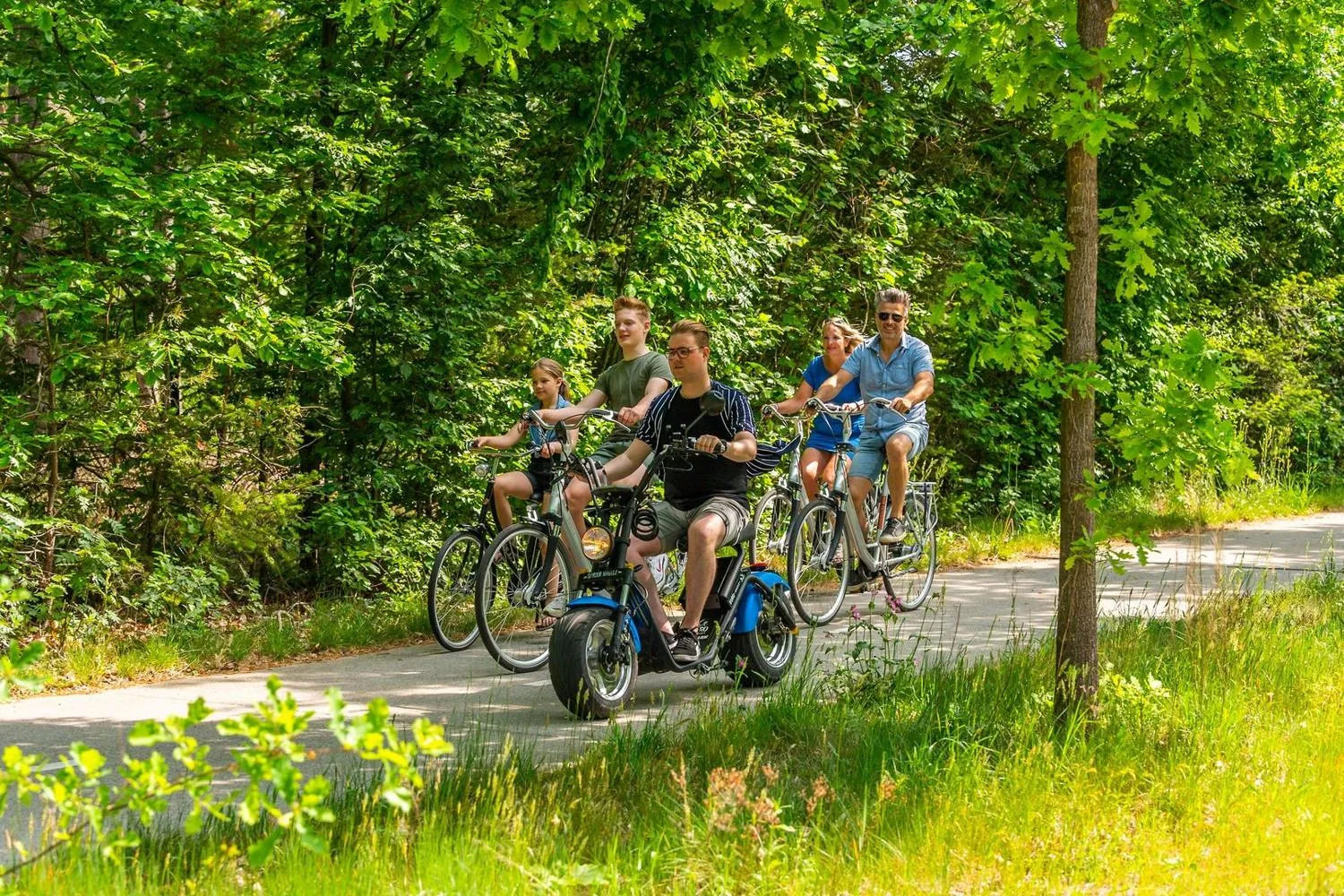 Fahrradweg durch dichten Laubwald mit großen Bäumen beidseitig
