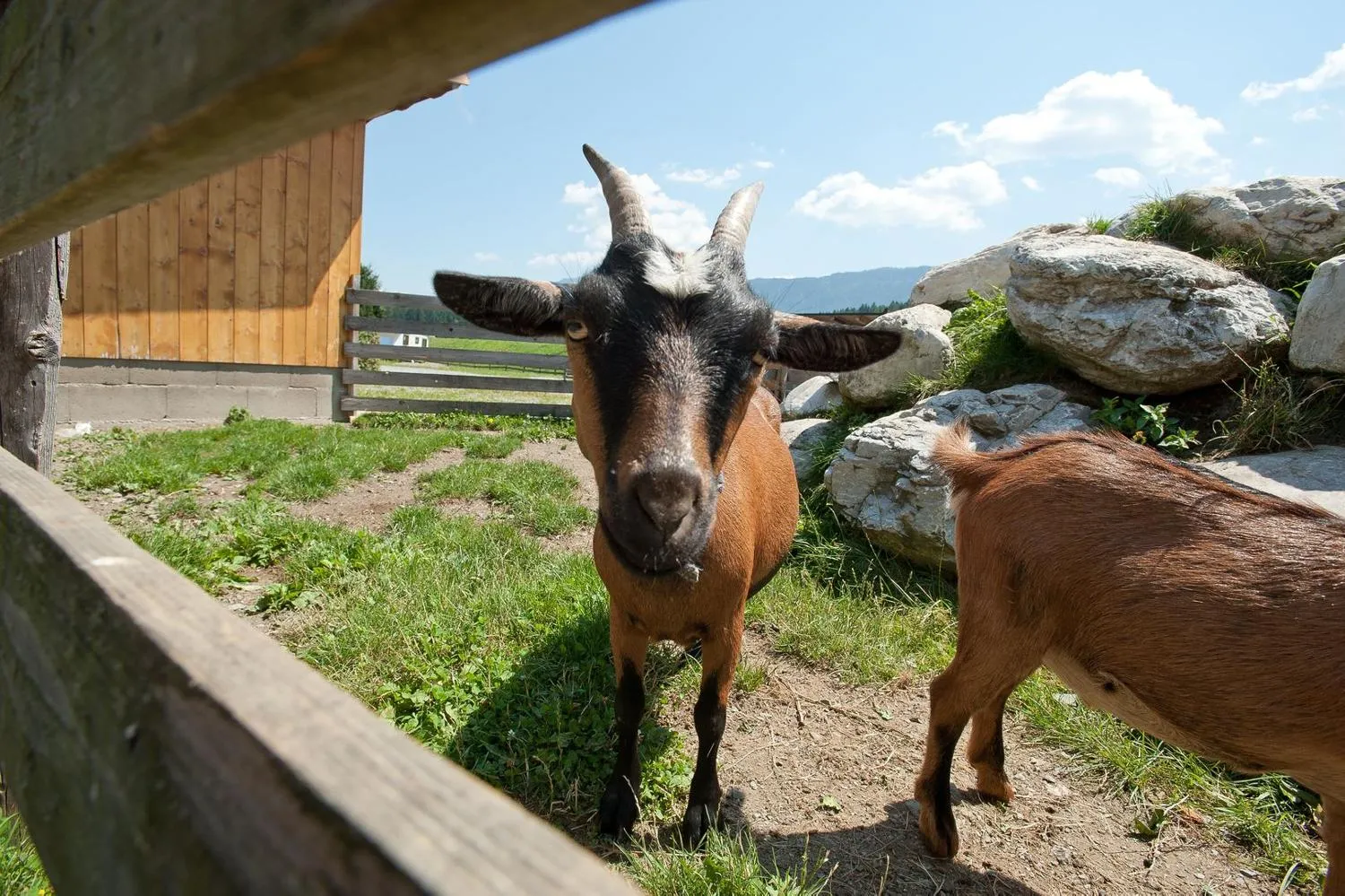 EuroParcs Hermagor - Nassfeld in Hermagor, Kärnten - Bild 3