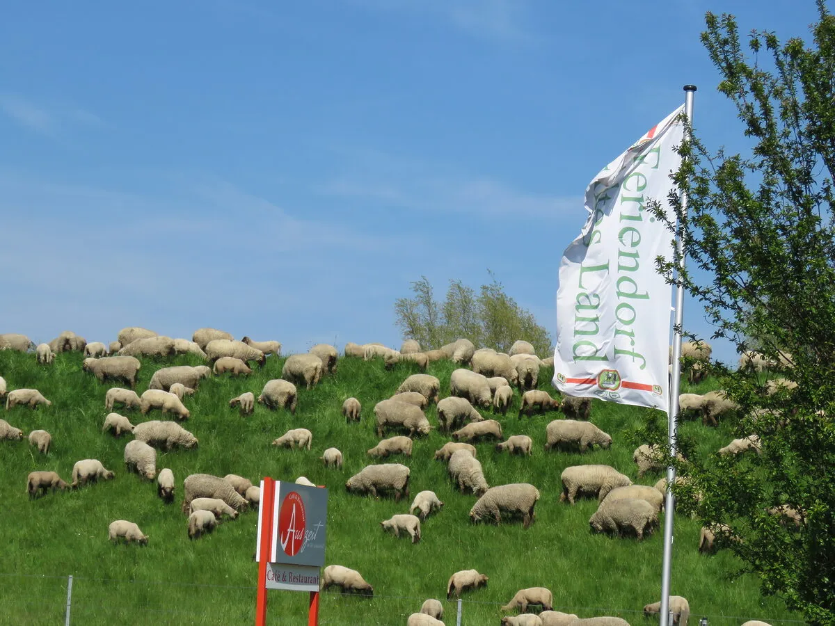 Schafherde auf dem Elbdeich mit Flagge des Feriendorf Altes Land