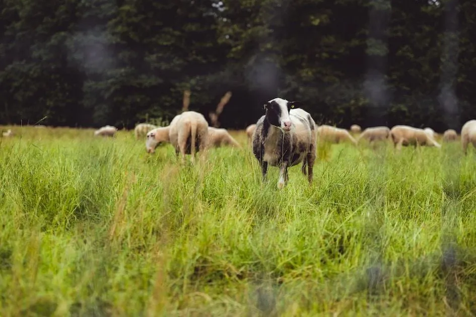Landal Bospark De Schaapskooi in Wissel, Gelderland – Bild 11