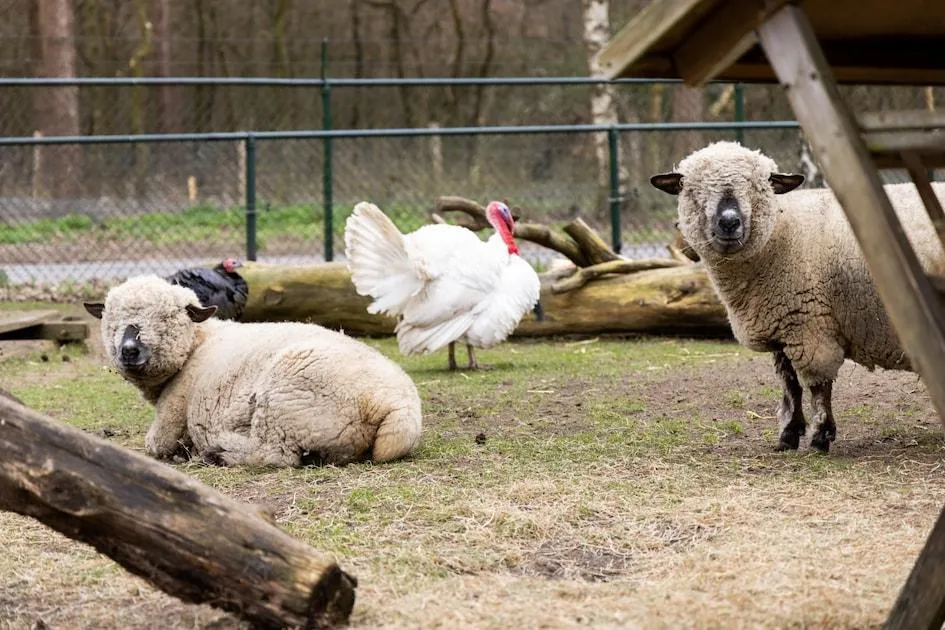 Landal De Veluwse Hoevegaerde in Putten, Gelderland – Bild 10