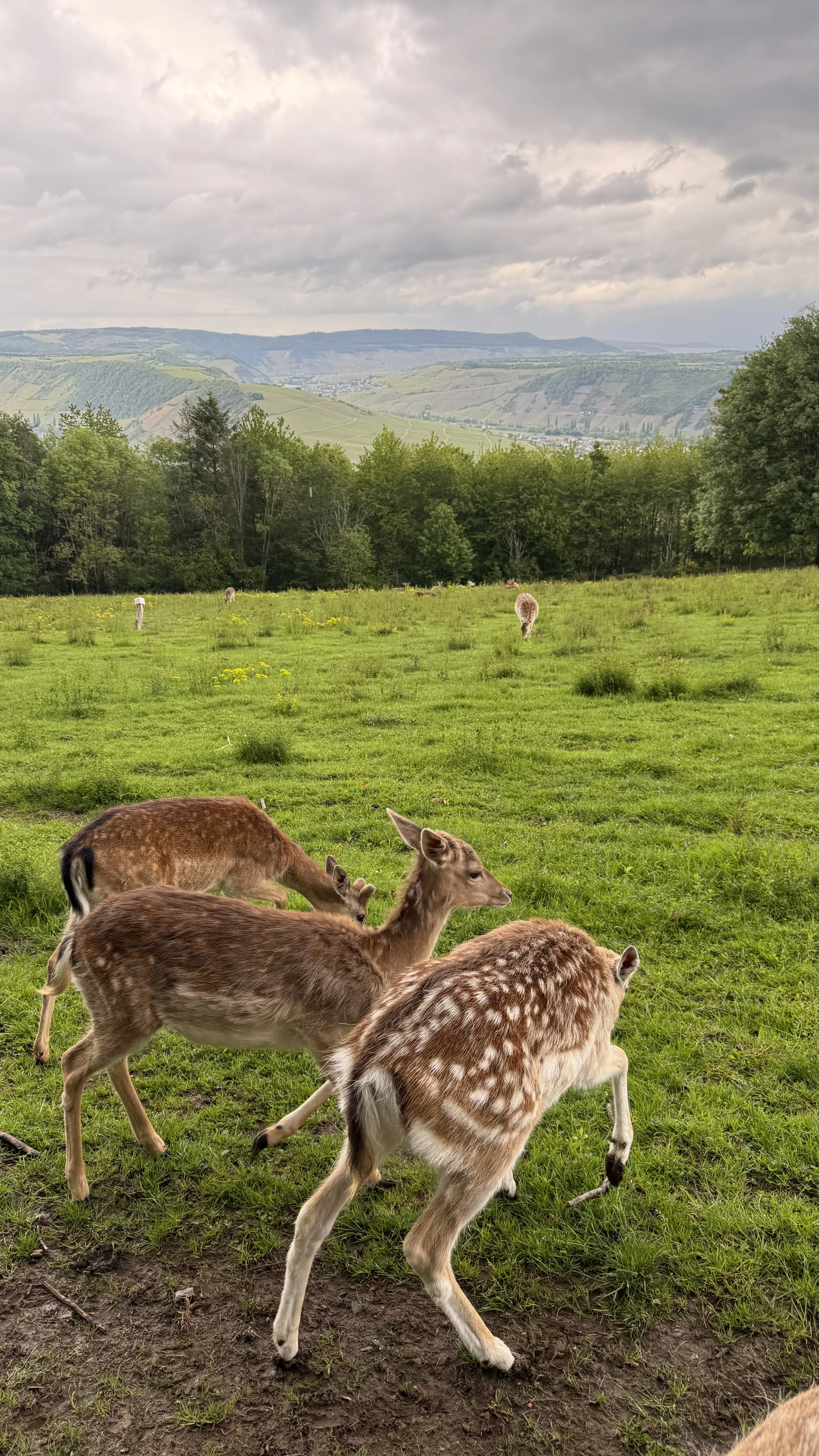 Damhirsch auf der Wiese des Wildgeheges im Landal Sonnenberg