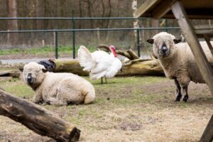 De Veluwse Hoevegaerde - Ein erholsamer Ferienpark in der Natur 11 De-Veluwse-Hoevegaerde_pic10