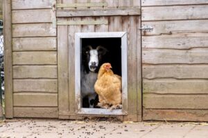 De Veluwse Hoevegaerde - Ein erholsamer Ferienpark in der Natur 12 De-Veluwse-Hoevegaerde_pic11