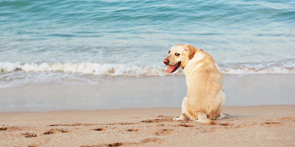 Ferienparks mit Hund in Holland am Meer - Meine Empfehlungen