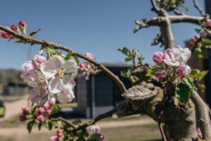 Roompot Park Wijdenes - Erholung inmitten der Natur 15 Roompot-Park-Wijdenes_pic14