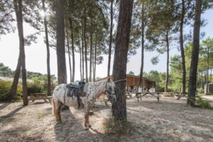 Soustons Village 14 Soustons-Village_pic13