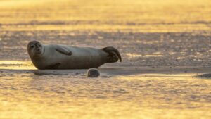 Dormio Resort Berck-sur-Mer 16 dormio-resort-berck-sur-mer_pic15