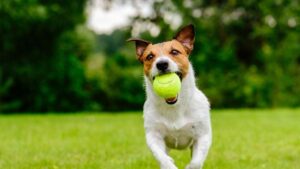 dormio-resort-nieuwvliet-bad_pic7