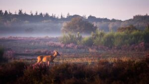 dutchen-suitelodges-gooilanden_pic11