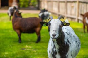 EuroParcs De Wije Werelt 11 europarcs-de-wije-werelt_pic10