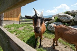 europarcs-hermagor-nassfeld_pic3