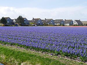 Landal Beach Resort Ooghduyne 3 landal-beach-resort-ooghduyne_pic3