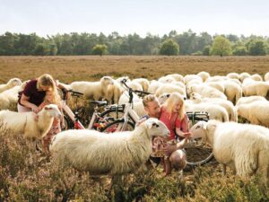 Landal Gooise Heide 2 landal-gooise-heide_pic2