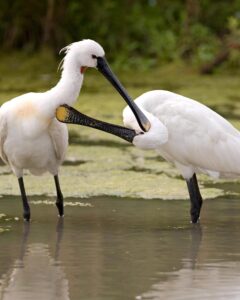 Landal Marker Wadden 5 landal-marker-wadden_pic5
