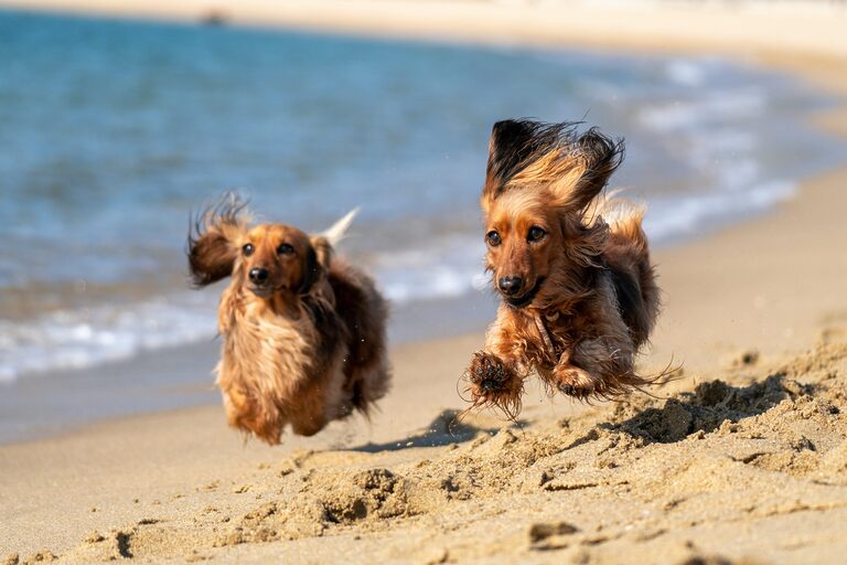 Hunde am Strand